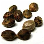 Семена марихуаны АК-47  (Seeds AK-47) в Яблоновском
